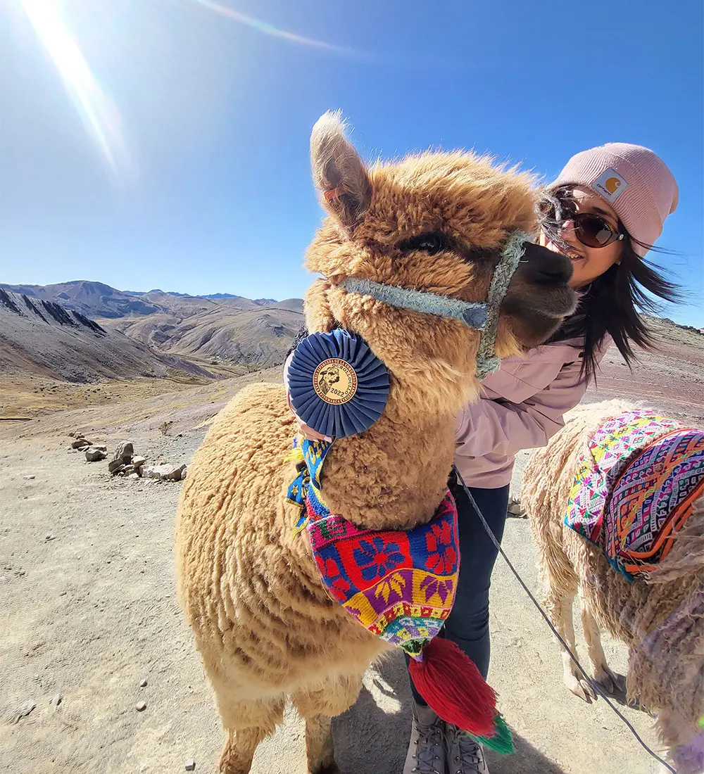 llamas in Rainbow mountain peru