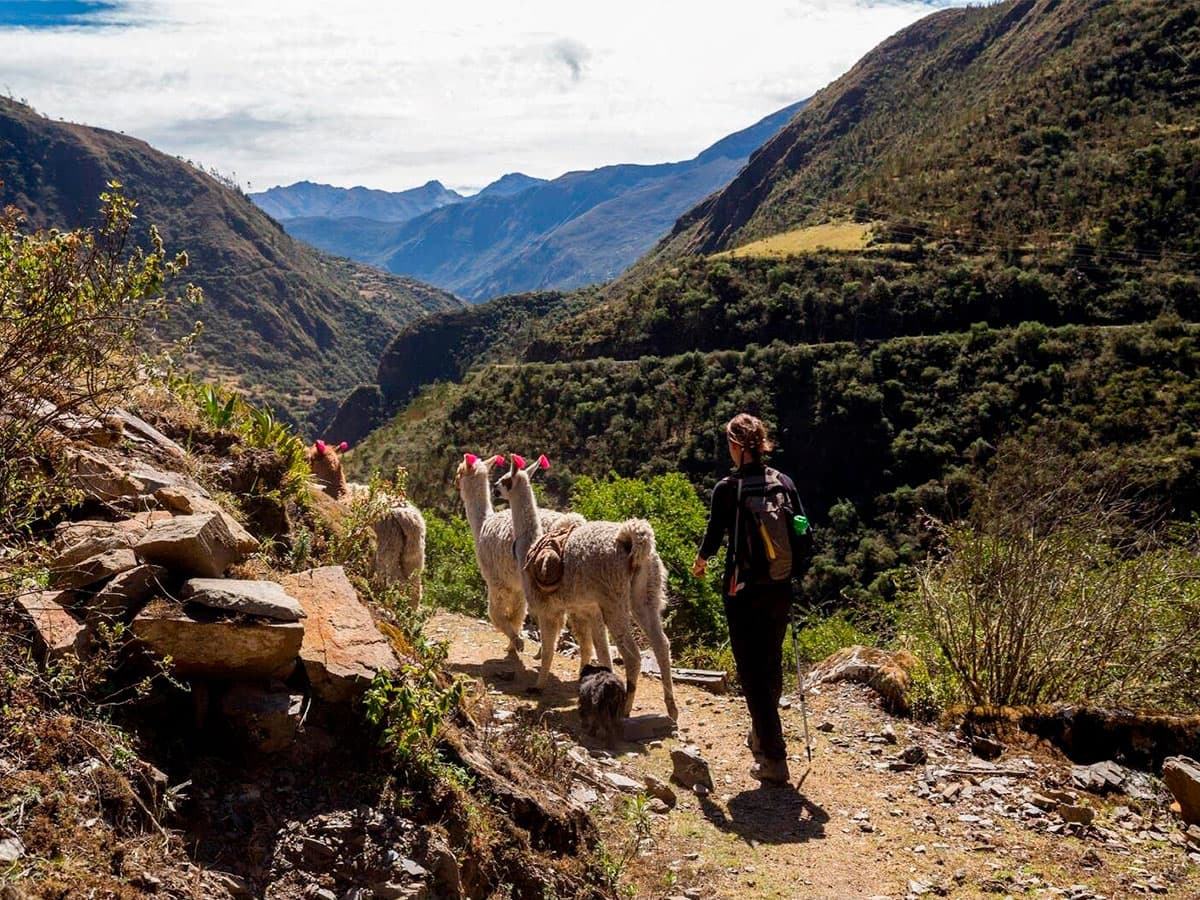 trekking lares with llamas