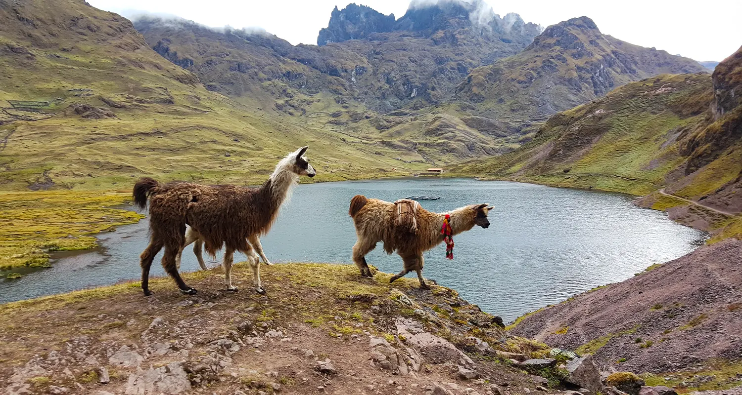 llamas in lares trek