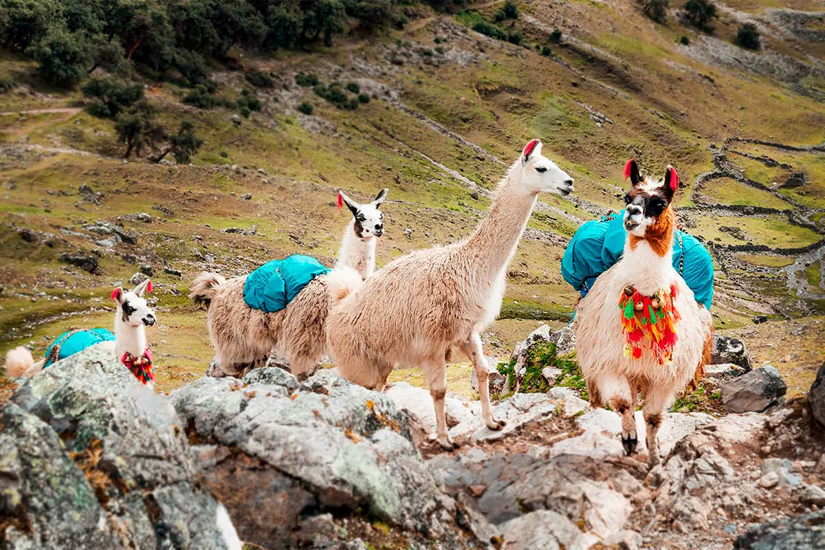 trekking with llamas in Lares route